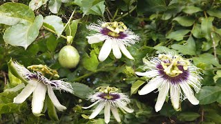 Yellow Passion fruit vines Passiflora edulis [upl. by Janeta]