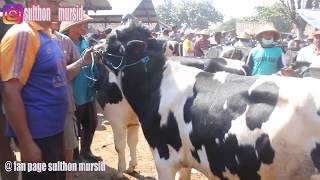 🐂 Sapi FH Bakalan Umur 1 Tahun Harga 12 Juta Pasar Sapi Boyolali [upl. by Mellicent]