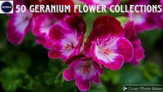 50 Geranium Flower Collections [upl. by Modnarb352]