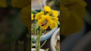 erysimum cheiri flower shorts shortsfeed viralshort reels tiktok shortvideos waitfortheend [upl. by Ahtebat517]