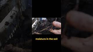 Earthworms Natures Soil Engineers science biology ecosystem environment facts soilfertility [upl. by Norehs784]