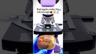 Bad apple under the microscope microscope [upl. by Ludly]