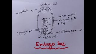 Embryo Sac  Diagram of Embryo Sac Well Labelled  Class 12  Embryo Sac Figure [upl. by Dis]