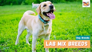 Lab Mix Breeds 10 Lovable Labrador Mix Dogs For Every Family [upl. by Lebama]