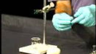 Organic Chemistry Lab Demo Isolation of Limonene part 2 [upl. by Ardnayek895]