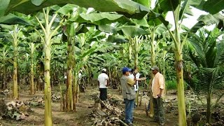 Manejo de Cultivos de Platano en Atalaya  Perú  TvAgro por Juan Gonzalo Angel [upl. by Jobina]