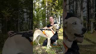 CANICROSS SERIES with Tessa  ep 2 🐕🏃💨 [upl. by Jody]