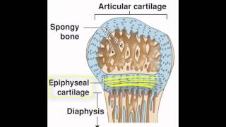 Endochondral Ossification SmartArt by Kevin Petti PhD [upl. by Corty747]