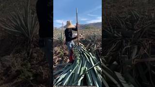 Agave tequila process 🙄 satisfying farming [upl. by Ekaj]