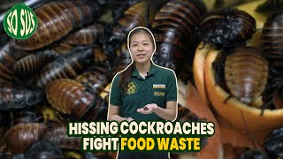 So Sus Fighting Food Waste with Hissing Cockroaches [upl. by Calia]