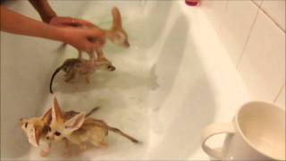 Fennec fox babies take a bubble bath [upl. by Kolk]