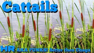 CATTAILS  Typha punks  Burn it as a bug repellent [upl. by Anaitsirhc175]