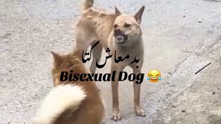 Dogs fighting for mating He thinks it’s a female 😂 [upl. by Natty]