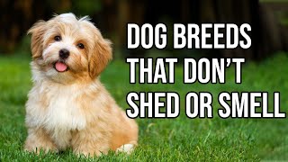 Top 10 Dog Breeds That Dont shed or smell  Small Dog Breeds That Dont Shed [upl. by Nelan]