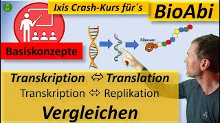 Vergleich Transkription und Translation  sowie  Replikation  unter Nutzung der Basiskonzepte [upl. by Okihsoy]