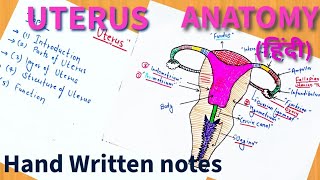 Uterus  Anatomy  In Hindi  Ishwar Didel [upl. by Tybie]