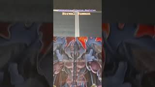 Apprentice Illusion Magician normal summon tutorial yugioh [upl. by Nonna]