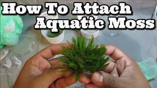 How to attach Moss To Driftwood Easy Flame Weeping and Java [upl. by Auqenahc501]