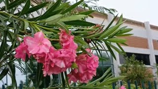 Kaner Nerium oleander Flowering Shrub Varieties Series [upl. by Eimmat307]