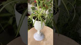 DIY Lamp Plant pot gardening plants indoorplants [upl. by Hassin]