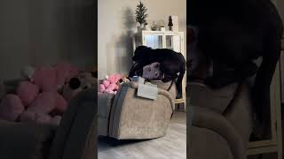 Clumsy dog falls off the back of a chair dogs funny funnydogs funnyvideo shorts [upl. by Healion]