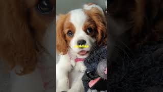 Cavalier King Charles Spaniel beautifulthailand pets pettravel dogbreed travel puppy dogbreed [upl. by Alaham]