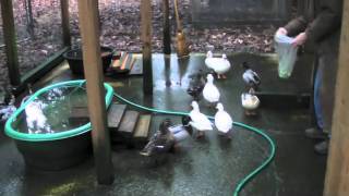 feeding mallards amp pet call ducks [upl. by Wayne366]