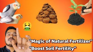 quotHow to Fertilize Plants with Natural Cow Manure Urea  Bird Breeding Progress Updatequot [upl. by Darrin232]