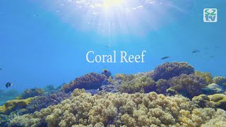 Life on the Coral Reef 4K [upl. by Atalayah]