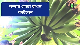 কলার মোচা কেন এবং কখন কাটবেন Why and when to cut banana mocha [upl. by Aileahcim]