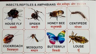 Insects reptiles amp amphibians  LKG Kids English  Learn  jayarajput [upl. by Royce]