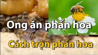 Cách trộn phấn hoa và thời điểm cho ong ăn [upl. by Gardel]