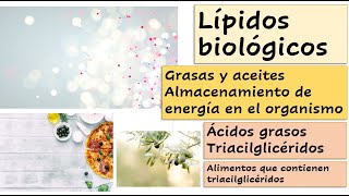 Grasas lípidos ácidos grasos triacilgliceroles almacenamiento de energía [upl. by Semajwerdna]