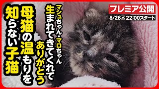 【追悼】母猫のぬくもりを知らず、必死に生きようとした小さな命ずっとずっと忘れないよ [upl. by Htiek]