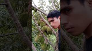 Bahaya makan durian [upl. by Ilrahc]