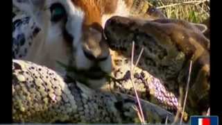 Snake swallow deer  What do you do in a deer hornأفعي تبلع غزال  فماذا تفعل في قرن الغزال [upl. by Introc]