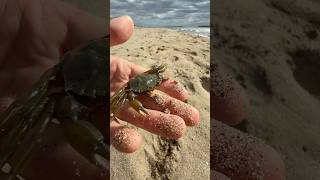 Petit vlog à la plage 🦀 nature wild wildlife humour vlog exploration [upl. by Leahkim342]