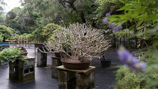 Schefflera Bonsai Species Care and Styling [upl. by Nref]