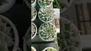 Succulent plant succulent nursery [upl. by Lurie249]