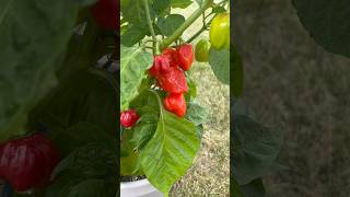 Hot Pepper Spotlight Red Savina Habanero vegetablegardening gardening hotpepper [upl. by Orhtej]