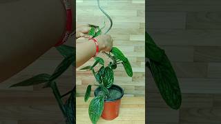 Decorative ideas of Monstera Peru Plant and Pothos plantdecoration indoorplants plantdecoration [upl. by Connie]