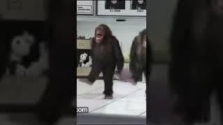 Monos bailando [upl. by Ymereg]