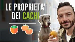 LE PROPRIETA DEI CACHI [upl. by Ebneter]