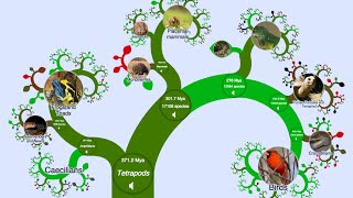 The OneZoom Tree of Life Explorer at Age Three Evolution 2015 [upl. by Silvia453]