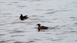 Common Merganswers and Hooded Mergansers on Ottawa River April 23 2024 4K 60 [upl. by Rush]