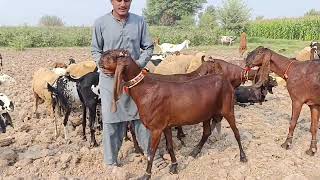 aaj fir naya shock top class beetle amritsari sahiwal goat form update [upl. by Eikkin374]