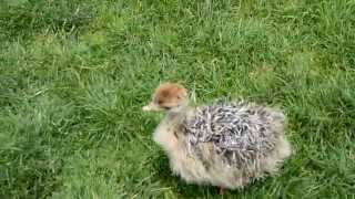 Baby Ostrich Stampede [upl. by Adnotal509]