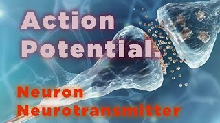 Action potential  Neuron  Neurotransmitter [upl. by Pfosi]