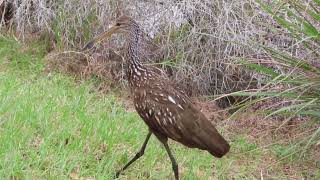 limpkin clicking call [upl. by Towny255]