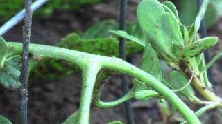 Horsehair Worm In The Garden [upl. by Annodas895]